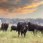 Pasturs arriva nel Parco d’Abruzzo: volontari in campo per la convivenza con i grandi carnivori