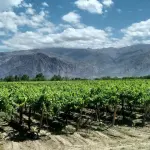 Vigneti, in scadenza il bando 2026-2027 per ristrutturazione e riconversione