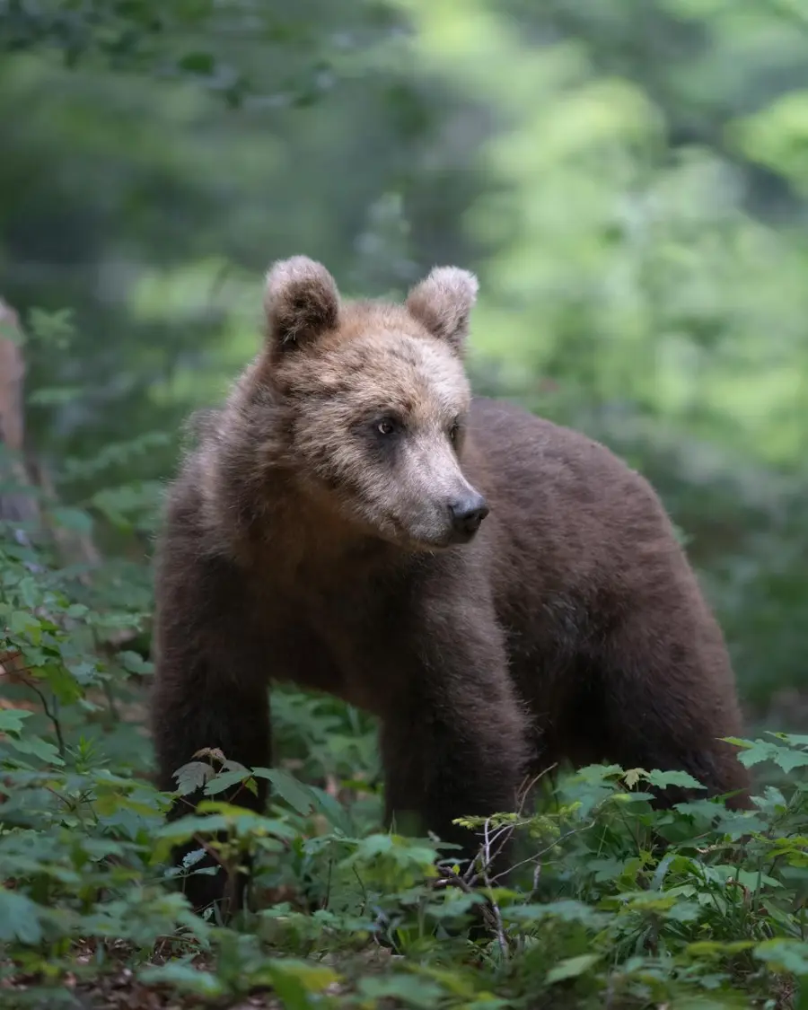 Civitella Roveto, orso salvato dal laccio d’acciaio