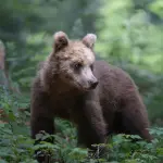 Civitella Roveto, orso salvato dal laccio d’acciaio