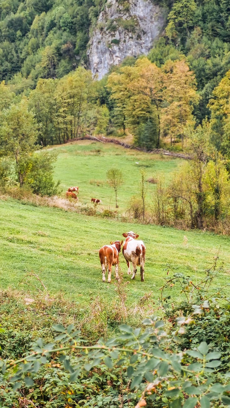 I tratturi del Molise: guida alle antiche vie della transumanza