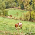 I tratturi del Molise: guida alle antiche vie della transumanza